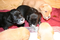 First Milk DIsh - 1